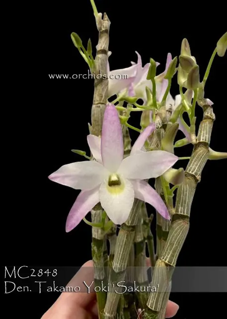 Dendrobium Takamo Yoki 'Sakura : Premium Grade' (Dendrobium)