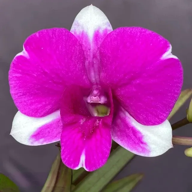 Dendrobium Burana Paragon (Dendrobium)