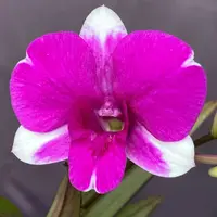 Dendrobium Burana Paragon