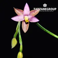 THELYMITRA CINDERELLA AUSTRALIAN TERRESTRIAL ORCHID TUBER