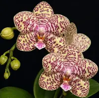 Phalaenopsis Natasha 'Aeiko' AM/OSROC, Creamy Yellow Burgundy-Spotted Miniature Orchid, Rare Live Orchid