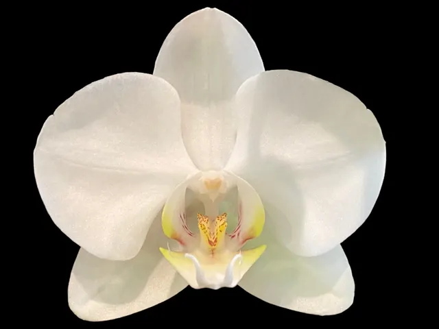 Doritaenopsis Long Pride 'Snowboard'