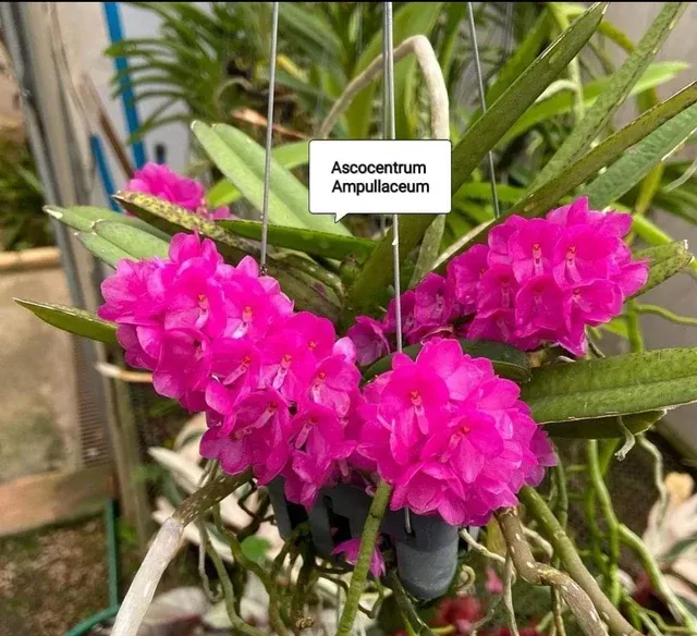 Ascocentrum Ampullacum (Ascocentrum)