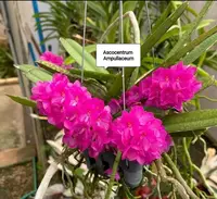 Ascocentrum Ampullacum