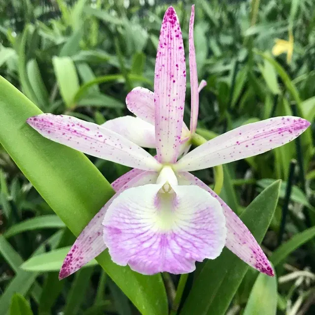 Cattleya Summer Spot X B. Nodosa 4n