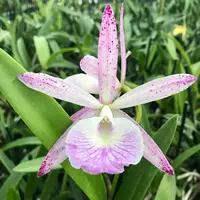 C. Summer Spot x B. nodosa 4n
