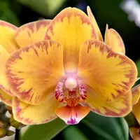Phalaenopsis Limpopo