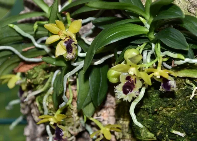 Haraella odorata