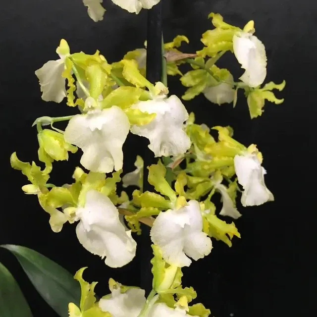 Oncidium Pupukea Alba - Parfum De Vanilie