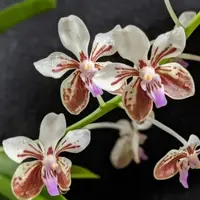 Vanda Lamellata