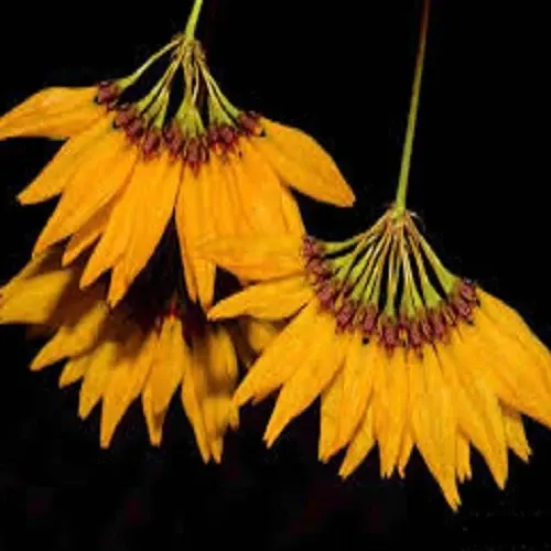 Bulbophyllum retusiusculum fma sp 'Yellow'
