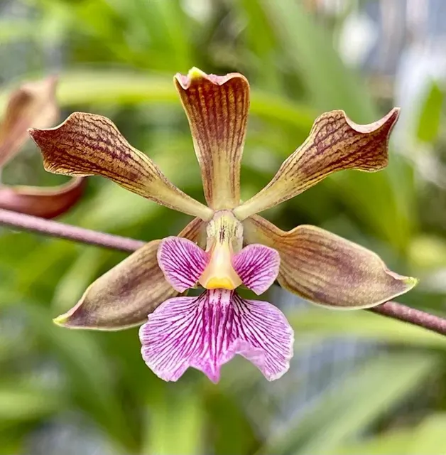Encyclia Kruger Savanna (Encyclia)
