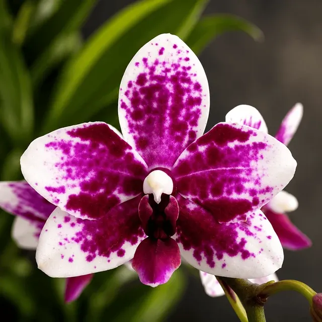Phalaenopsis Taisuco Micky 'Mickey'