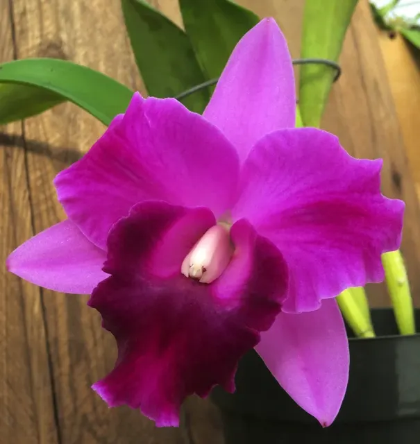Cattleya Mini Song 'La Primera Morada'