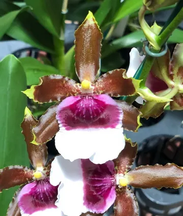 Oncidium Witch's Jewel 'Ivory Lips'