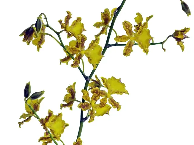 Oncidium hyphaematicum (Oncidium)