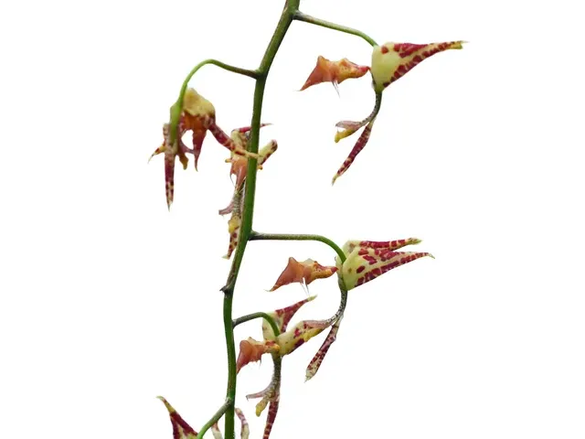 Gongora fulva