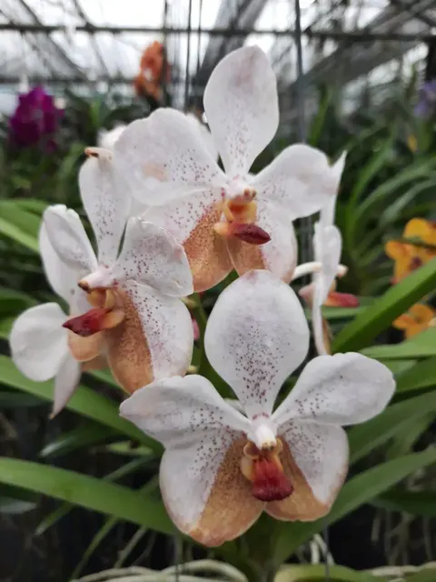 Vanda Tubtim Velvet X Chaopray Spots