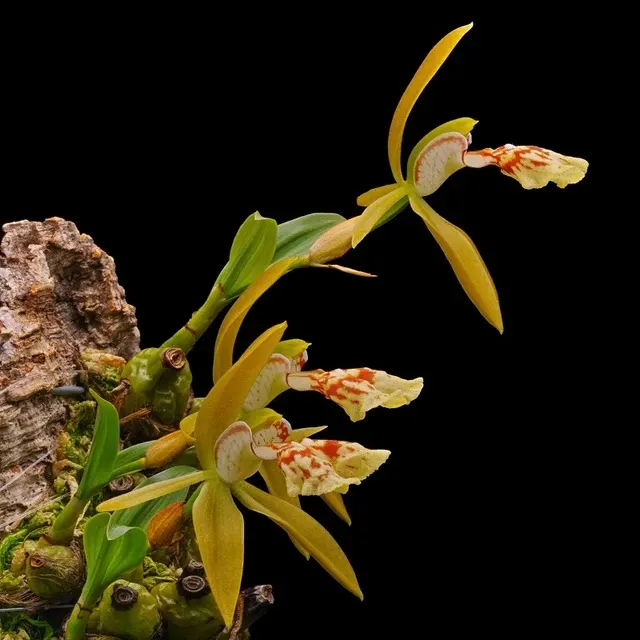 Coelogyne schilleriana sp (Coelogyne)