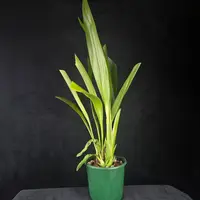 Eria hyacinthoides