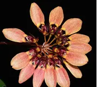 Bulbophyllum for sale