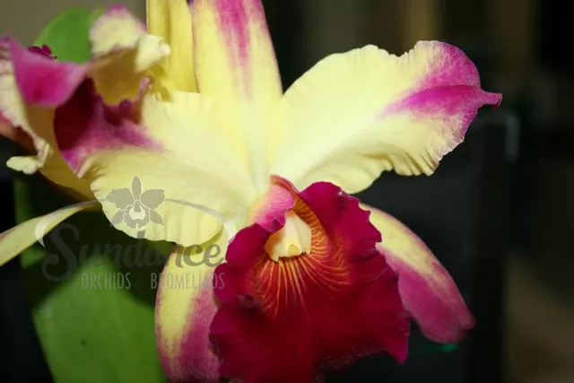 Rhyncholaeliocattleya Dora Louise Capen (Rhyncholaeliocattleya)