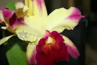 Rlc. Dora Louise Capen (5″ pot)
