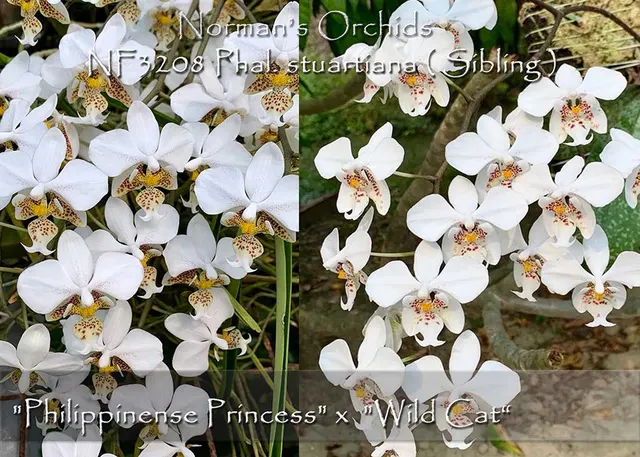 Phalaenopsis stuartiana 'Philippinense Princess' (Phalaenopsis)