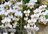 Phalaenopsis stuartiana (" Philippinense Princess " x " wild Cat " )