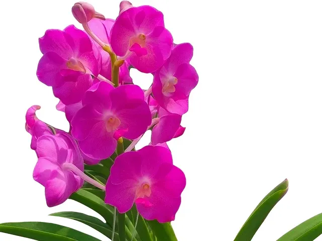 Vanda Brighton Sunset X Vanda Pin River (Vanda)