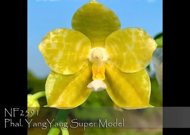 Phalaenopsis YangYang Super Model 'Note: Amazing Cross. Limited' (Phalaenopsis)
