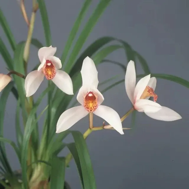 Cymbidium Waran 'Tanchou'