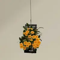 Dendrobium jenkinsii (Big Size)