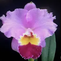 C. Jump for Joy 'Rounder' x C. Melody Fair 'Mishima'