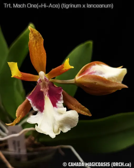 Trichocentrum Mach One (Trichocentrum)
