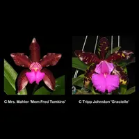 Cattleya Mrs. Mahler 'Memoria Fred Tomkins' AM/AOS x C. Tripp Johnston ‘Gracielle’