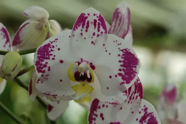 Phalaenopsis ELEGANT AMBER