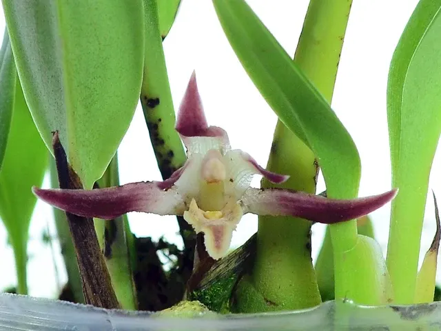 Maxillaria melina (Maxillaria)