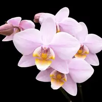 Phalaenopsis Pinlong Cheris (Rothschildiana x Timothy Christopher)