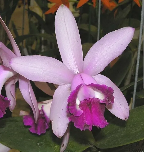 Cattleya intermedia var. orlata (Cattleya)