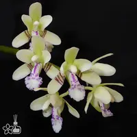 [Bare-root] #PA# Phal. (Sedirea) japonica (Original) 普通名護蘭 [1.7" NBS][Oct in stock 26]