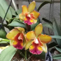 Cattleya (Rth.) Prakai Saed Orchid Plant -BS