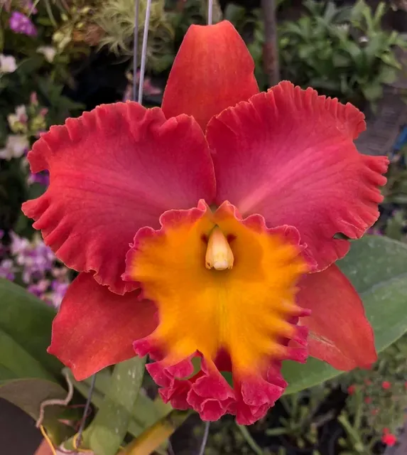 Rhyncholaeliocattleya Orange Diamond 'Throat of Gold' (Rhyncholaeliocattleya)