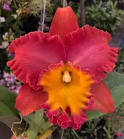 Rlc. Orange Diamond ‘Throat of Gold’ Orchid Comes in 4" Pot