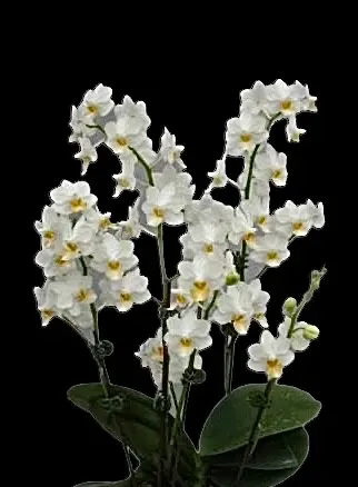 Phalaenopsis Liu’s Triprince KF#4