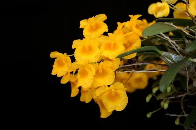 Dendrobium lindleyi x sib