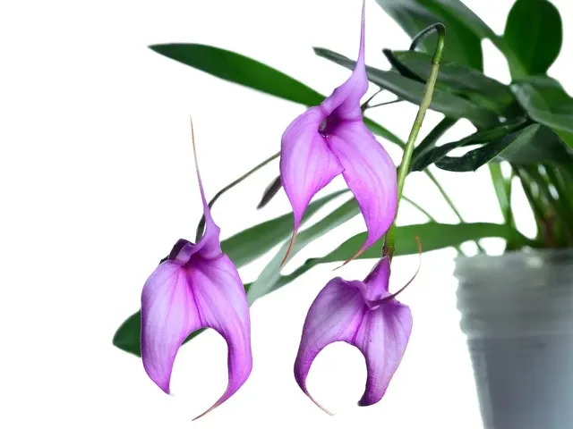 Masdevallia Connie Versagi (Masdevallia)