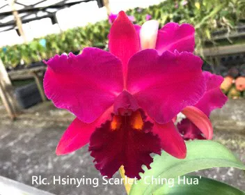Rhyncholaeliocattleya Hsinying Scarlet 'Ching Hua' (Rhyncholaeliocattleya)