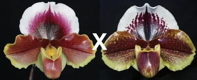 Paphiopedilum California Girl B/CSA X Via Luna Este S Delight' AM 'Big Bear' (Paphiopedilum)