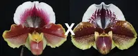 Paphiopedilum California Girl 'Big Bear' B/CSA x Via Luna Este 'Sailor's Delight' AM